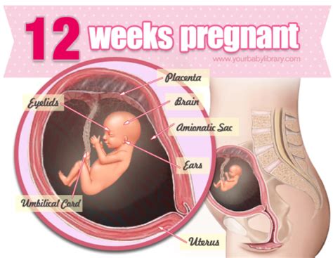 Big stage minggu ke 7. Trimester Pertama: Tips Kehamilan Minggu 12 - Bidadari.My