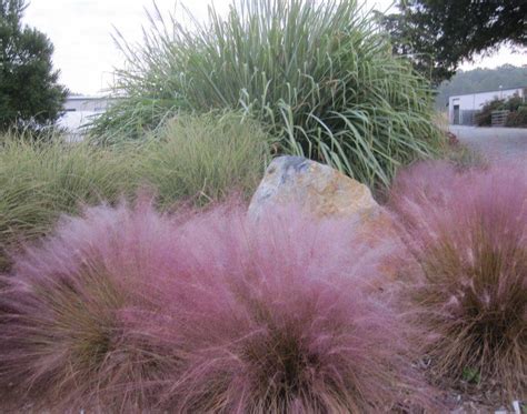 Drought Tolerant Ornamental Grass Great Outdoors Pinterest