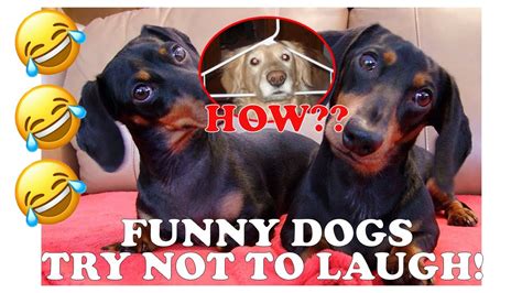 🐶 2 Try Not To Laugh Funny Dog Compilation Youtube