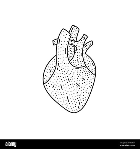 Corazón Humano Dibujo Imágenes De Stock En Blanco Y Negro Alamy