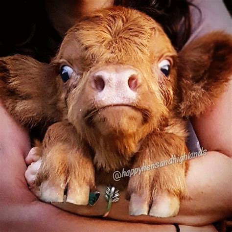 Pin By Dena Bennett On Odd Ball In 2020 Cute Baby Cow Cute Animals