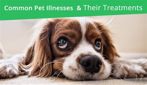 Common Pet Illnesses And Their Treatments Discountpetcare