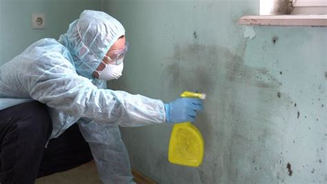 Complete Guide To Mold Cleanup After Disasters Naples Florida