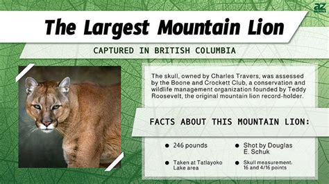 The Largest Mountain Lion Was The Size Of An Nba Player — 3 Reasons It