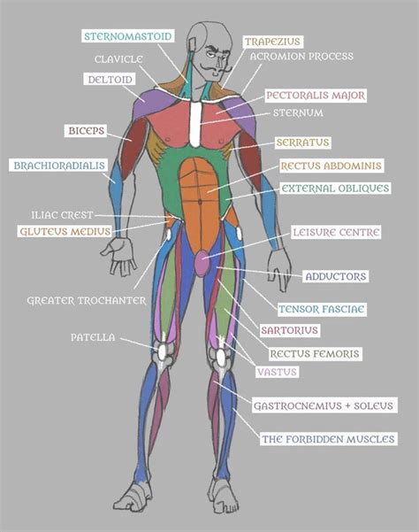 Muscle Anatomy Chart Luxury Human Anatomy Muscles With Labels By