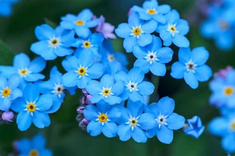Quick Guide On How To Plant Forget Me Not Seeds Gardening Dream