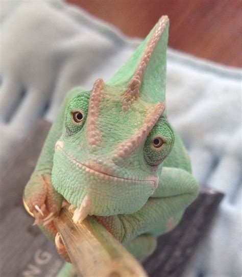 The Most Beautiful Chameleon Ever Her Name Is Madori Chameleon Pet