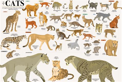 Extinct Cat Breeds