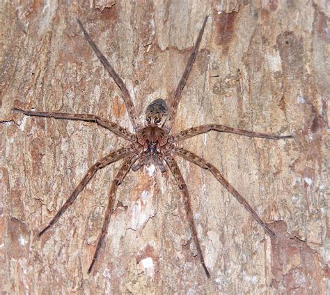 Giant Swamp Fishing Spider Dolomedes Okefinokensis Flickr