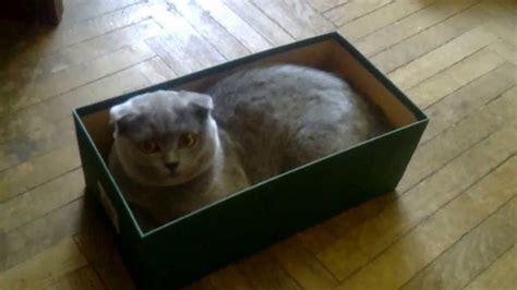 Кот в коробке Самый смешной Кот в Мире Британский Кот Прикол с Котом