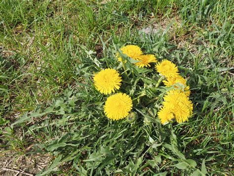 Yellow Common Dandelion Flower High Quality Stock Photos Creative