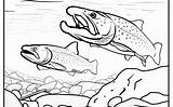 Trout Coloringbay Idaho Licensing sketch template