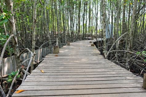 Wooden Walkway Bridge With Mangrove Tree In Mangrove Forest Stock Image