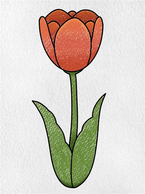 How To Draw A Tulip Helloartsy