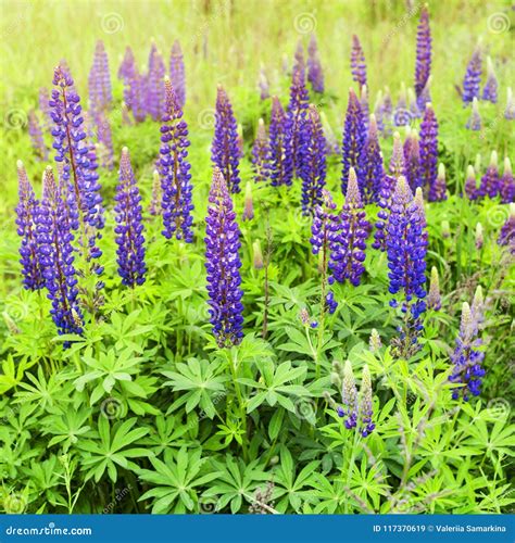 Blue Lupines In A Green Field Stock Image Image Of Color Springtime