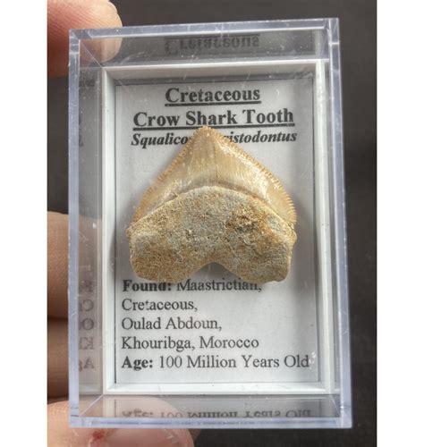 Fossils For Sale Fossils Cretaceous Crow Shark Tooth
