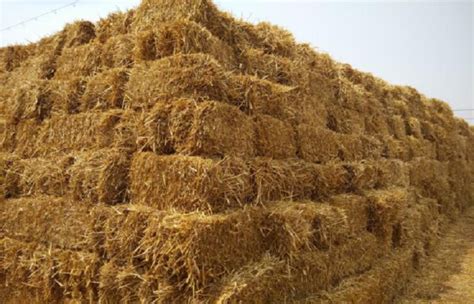 Wheat Straw Corn Stalk Alfalfa Hay Wood Pellet Production Line