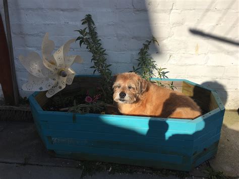 My Dogs Favourite Place To Sit In A Plant Pot Raww