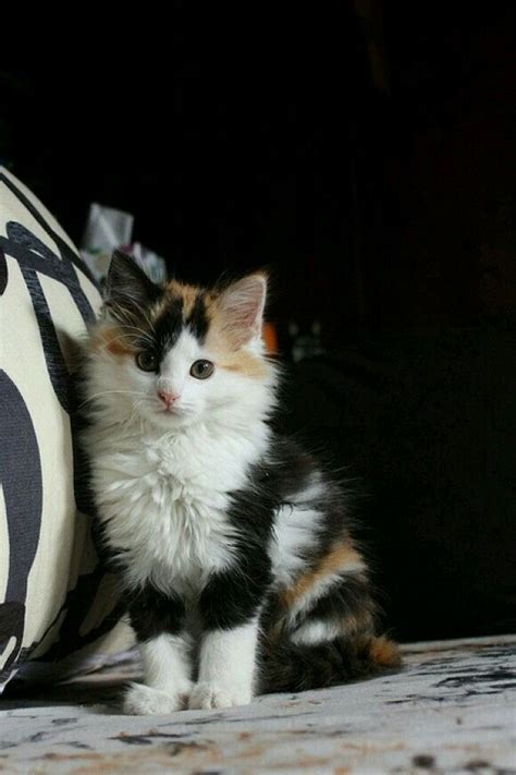 1502 Best Images About Calico Colored Cats On Pinterest