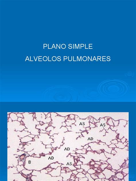 Plano Simple Alveolos Pulmonares Pdf