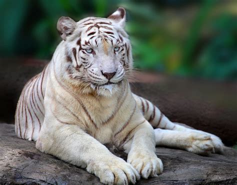 Animal Singapore Zoo Animals White Bengal Tiger
