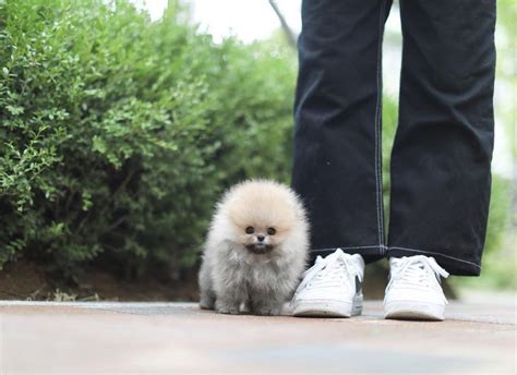 However, free pomsky dogs and puppies are a rarity as rescues usually charge a small adoption fee to cover their expenses (usually less than $200). Teacup Pomsky Puppies For Sale Indiana | Top Dog Information