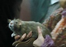 Scabbers, Ron's pet rat; Harry Potter and the Prisoner of Azkaban ...