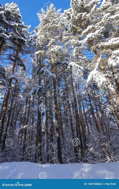 Tall Pine Trees In Winter Covered With Snow Stock Photo Image Of
