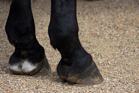Free Images Photo Boot Leg Spring Foot Horse Black