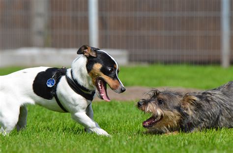 Free Images Play Cute Pet Hound Playful Pets Great Hybrid