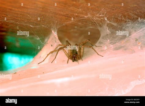 House Spider Tegenaria Gigantea Sitting In The Funnel Tubular Retreat