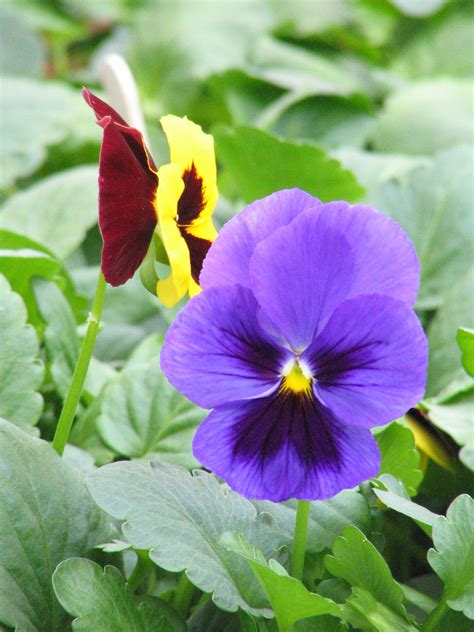 Pansies Bring Color To The Spring Garden News