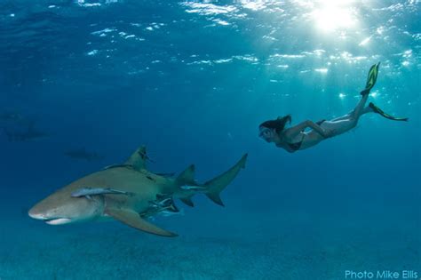 Local Conservationist Freedives Strips Naked For Shark Awareness