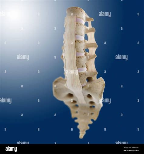 Spinal Ligaments Computer Artwork Of The Lumbar Lower Spine Showing