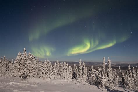 Aurora Borealis After A Fresh Snowfall Fairbanks Alaska On Evening Of