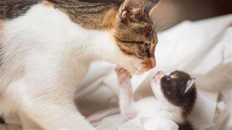 7 Expert Tips On Introducing A New Kitten To Your Cat
