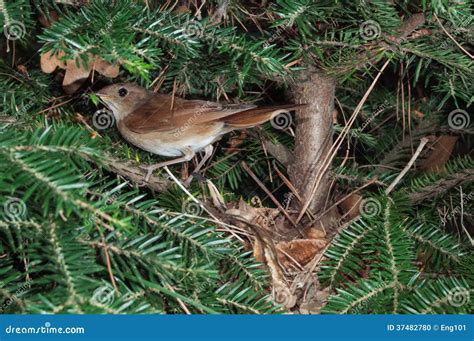 Nightingale At Nest With Insect Prey Stock Photo Image Of Nesting