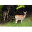 30 Fallow Deer Released In The Rhodope Mountains Rewilding Area 