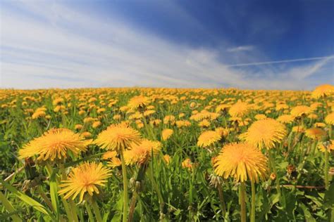 Meadow With Dandelions On A Summer Day Stock Image Image Of Scene