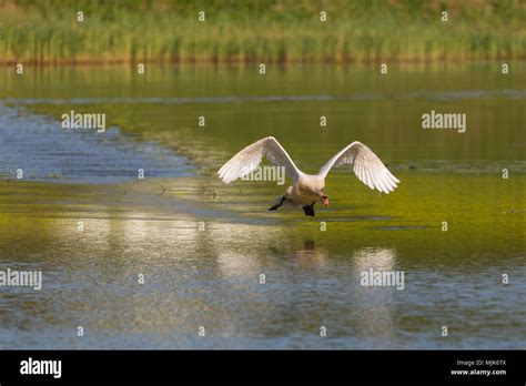 Front View Natural Mute Swan Cygnus Olor Running On Water Surface