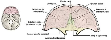 Anterior Cranial Fossa Earths Lab