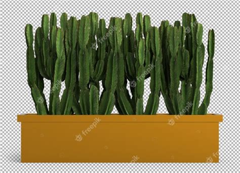 Render Of Isolated Plant Cactus Isometric Front View Transparent