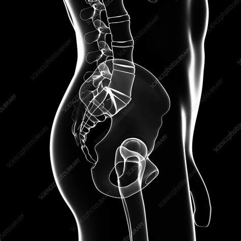Male Pelvic Bones Artwork Stock Image F0075468 Science Photo