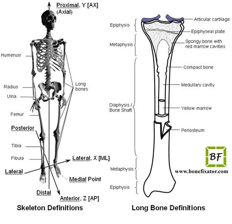 In compact bone, the haversian systems are packed tightly together to form what appears to be a solid mass. Long Bone Diagram And Functions - 4. skeletal system : 84 ...