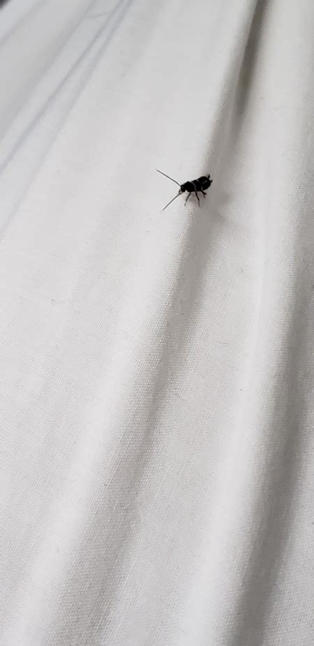 Identifying Small Black Bug Thriftyfun
