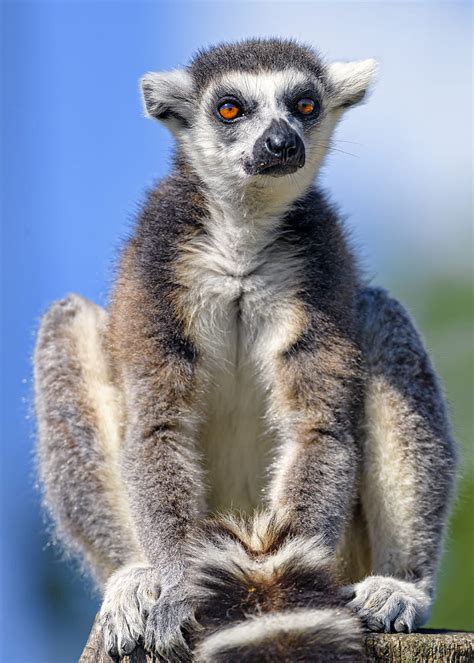 Lemur Animal Glance Funny Tree Hd Phone Wallpaper Peakpx