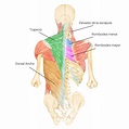 Músculos superficiales de la región dorsal del tronco - Quirell
