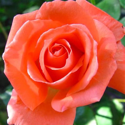 2 Gal Tropicana Hybrid Tea Rose Orange Bush Plants Fine Roses Outdoor