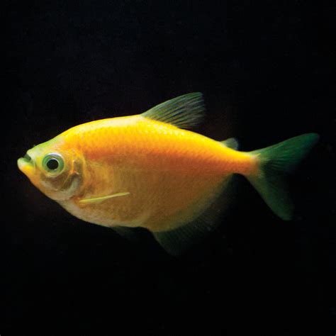 Glofish Sunburst Orange Tetra Fish Fish Goldfish Betta And More