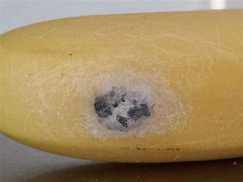 Mom Finds Deadly Erection Spider In Store Bananas